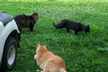 All the cats together near the golf cart